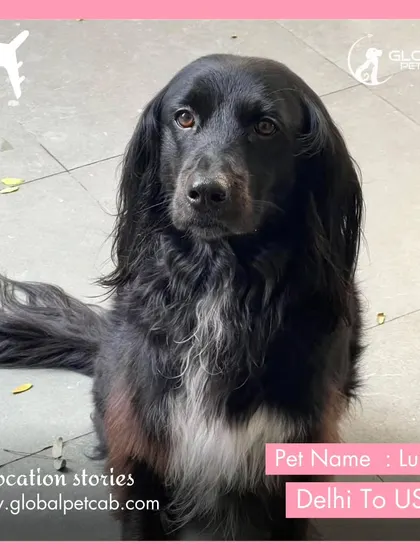 This is Lulus, a beautiful long-haired dog we relocated from Delhi to the USA. Every pet has a unique story, and we are proud to be a part of their journey home.