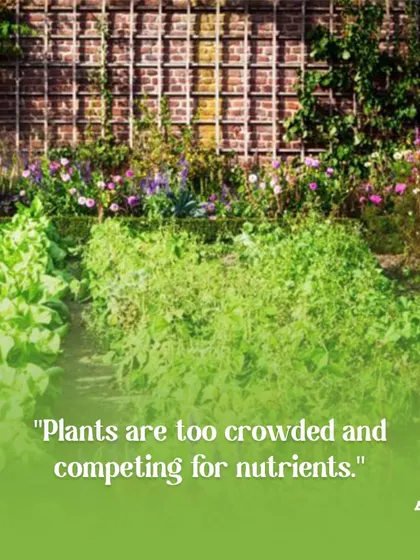 When plants are too crowded, they compete for nutrients, water, and light. We can help redesign your garden layout for optimal plant spacing and health.