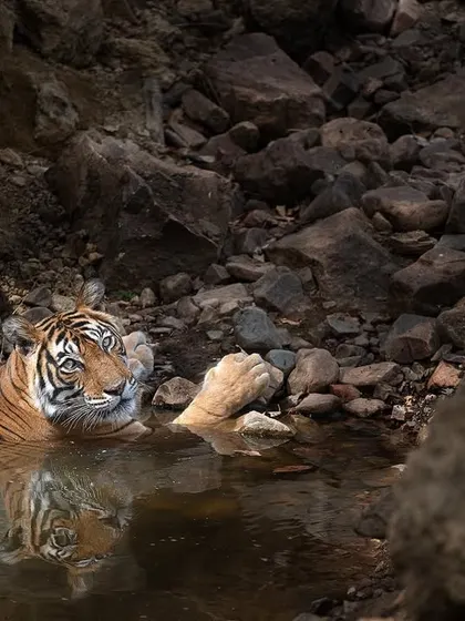 Noor cooling off in a rocky pool at Pandudeh, her reflection visible in the water. Reflections add another layer of beauty and complexity to a photograph.