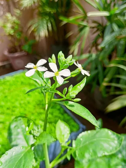 The delicate white flowers of a radish plant that has started to bolt. While beautiful, this is a sign to harvest your root vegetables before they lose their flavor.