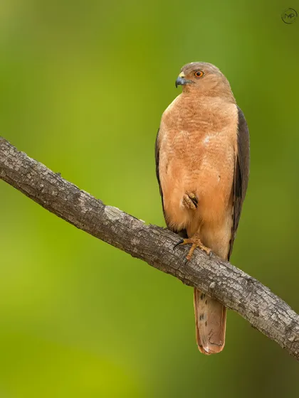 A Shikra, a common but opportunistic hunter, perched on a branch. Its reddish-brown front and sharp eyes are perfectly captured against the soft green background.