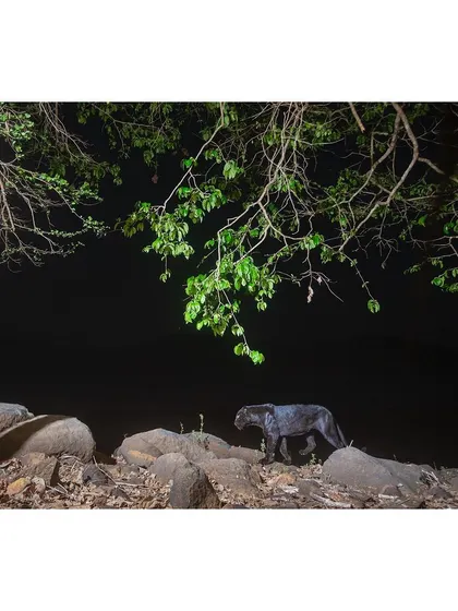 A wide-angle camera trap view of the black panther, showing its movement through the rocky, forested terrain. This perspective provides context about the animal's habitat.