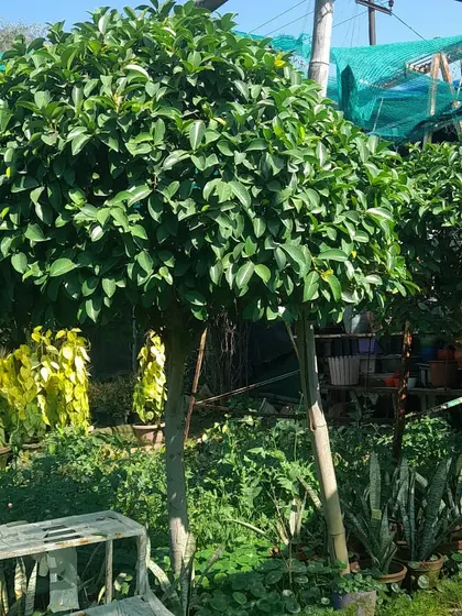 This is a Ficus tapari, which I have pruned into a perfect ball shape. This kind of topiary plant is great for adding a formal, decorative touch to gardens, patios, or entranceways.