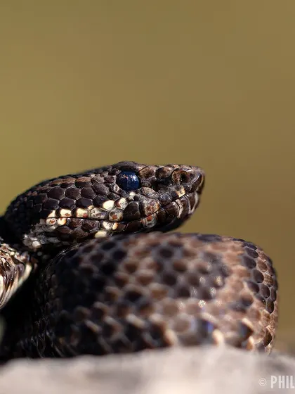 A detailed headshot of the Horseshoe Pit Viper, showing the texture of its scales and its vertically elliptical pupil.