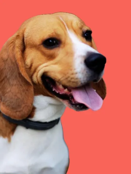 This happy Beagle is a perfect example of a freshly groomed pup. My at-home service is perfect for any breed, saving you a trip to the salon.
