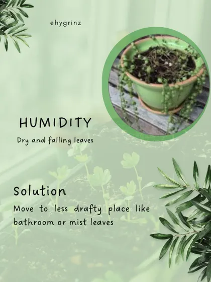 Another look at how to solve humidity issues for plants with dry and falling leaves. Misting the leaves or moving the plant to a more humid room can make a big difference.