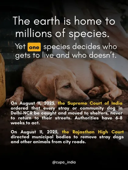 A powerful reminder of what was at stake. An initial court order threatened the lives of lakhs of dogs, a decision I fought to overturn.