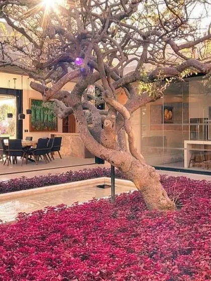A striking indoor courtyard design where a gnarled feature tree is surrounded by a bed of vibrant purple foliage. This bold use of color creates a stunning contrast with the neutral tones of the home's interior.