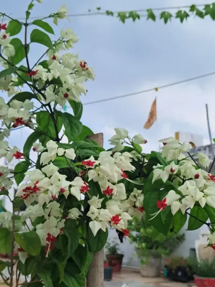 A wider view of the Bleeding Heart vine, showing how it climbs and drapes beautifully.