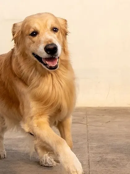 Shadow the golden retriever, looking happy and energetic.
