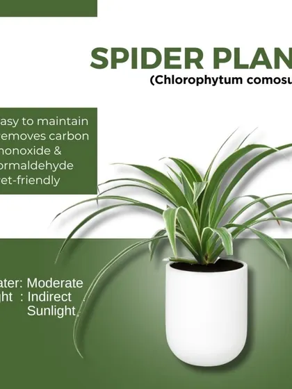 The Spider Plant is one of the easiest air-purifying plants to care for. It's excellent at removing carbon monoxide and is pet-friendly, making it a great choice for any home.