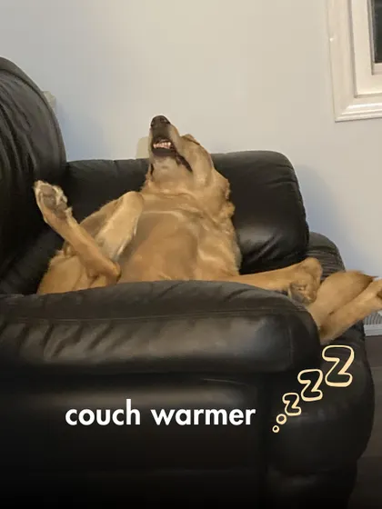 The official Couch Warmer, ensuring the seat is perfectly cozy for you, after they've had a good nap on it, of course.