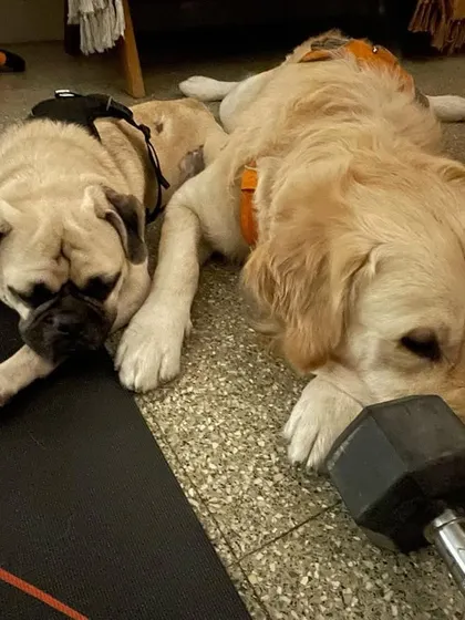 PUGGU IS ADOPTED. Here he is relaxing with his new Golden Retriever brother, Baloo. A perfect match.