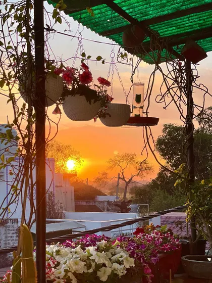A beautiful sunset view from my balcony, with pots full of petunia flowers. Moments like these are a simple, beautiful reward of gardening.