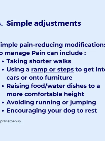 Simple adjustments can make a big difference. This post covers pain-reducing modifications like using ramps, raising food dishes, and taking shorter walks.