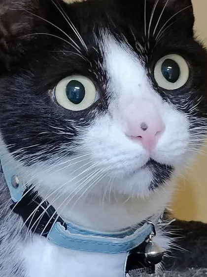 All eyes on Messy. This black and white tuxedo cat has such expressive, wide eyes.