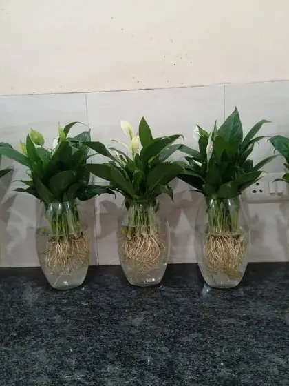 A row of five Peace Lily plants in hydroponic setups. Peace Lilies are excellent air purifiers and their white flowers add a touch of elegance.