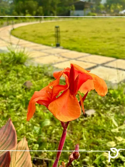A single orange Canna Lily bloom stands tall against a backdrop of a winding garden path and a manicured lawn. This image captures the simple beauty and therapeutic power of a well-designed garden.