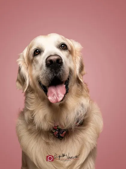 Oliver the Golden Retriever looking absolutely charming with his floral bow tie against a soft pink background. Studio sessions allow for fun props and colorful backdrops to match your pet's style.