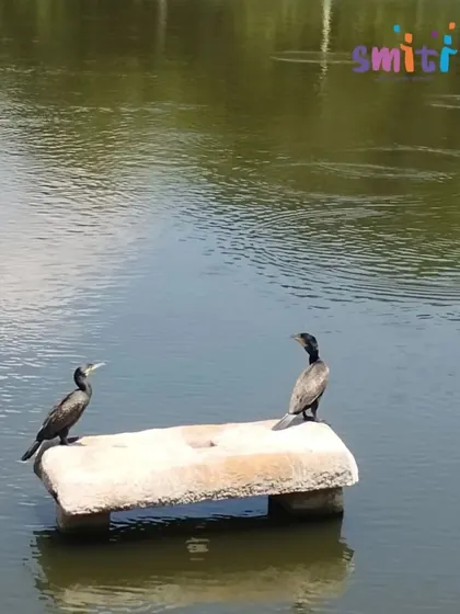 Two cormorants rest on a stone at Byrasandra Lake. During our nature walk, children observed local flora and fauna, sparking their curiosity about the local ecosystem.