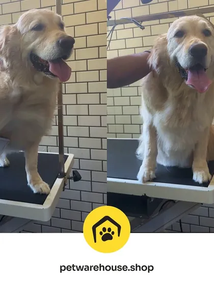 Two happy views of a beautiful Golden Retriever post-grooming. Their coat is brushed, their expression is relaxed, and they are the picture of a happy, well-cared-for dog.