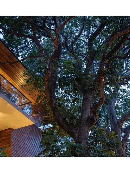 The silhouette of the majestic tree against the evening sky, viewed from the balcony, is a constant reminder of the home's connection to nature.