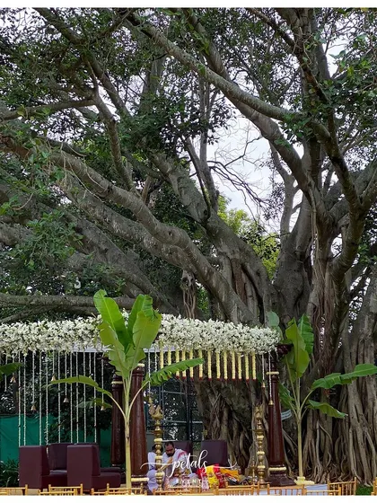 The mandap stands as a beacon of tradition against the magnificent backdrop of the ancient banyan tree. The combination of natural splendor and my bespoke decor creates an unforgettable wedding setting.