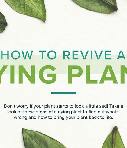 We believe anyone can develop a green thumb with the right knowledge. This guide on how to revive a dying plant is the first step in a series we created to help you diagnose and solve common plant care issues.