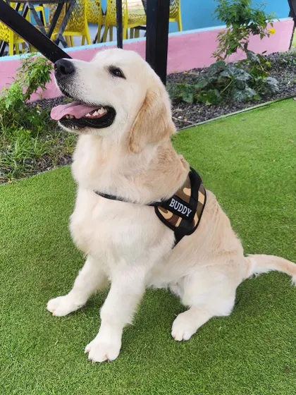 Another shot of the handsome Buddy. We love capturing these perfect moments when our guests are looking their best.