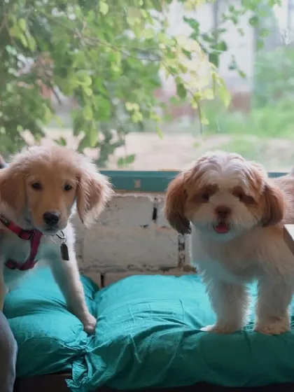 Two puppies, a Golden Retriever and a Shih Tzu, making friends on one of our comfy cushions.
