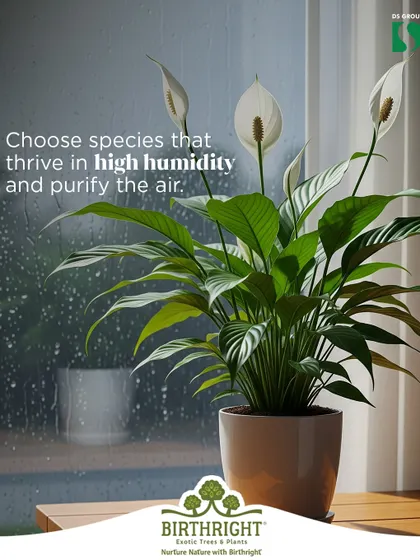 During monsoon, choose species that thrive in high humidity. The Peace Lily is a perfect example, as it loves the moisture and purifies the air.