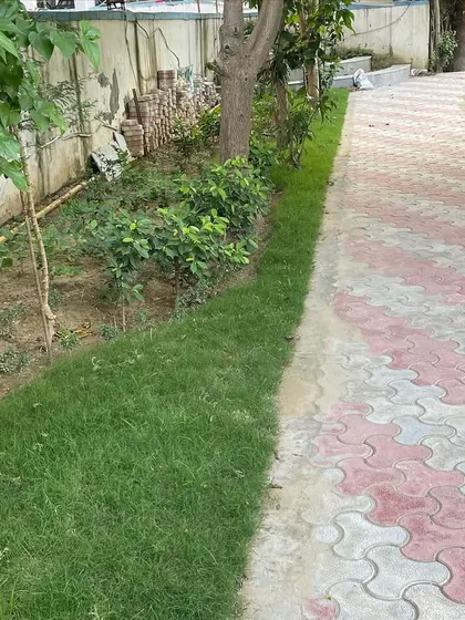 A close-up of the new turf laid alongside the walkway. Proper soil preparation and leveling are crucial steps I take to ensure the grass establishes well and remains healthy.