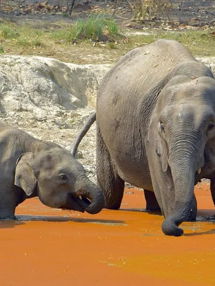 The elephant herd dynamics on display as they interact at the waterhole.