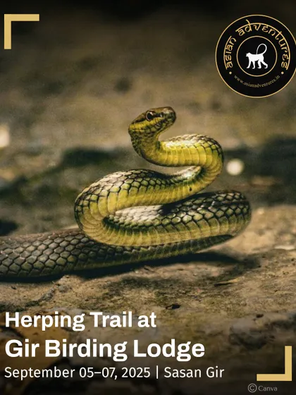 A Buff-striped Keelback snake, a common but beautifully marked non-venomous snake, in a defensive posture. Our guides teach you to identify different species and understand their behavior.