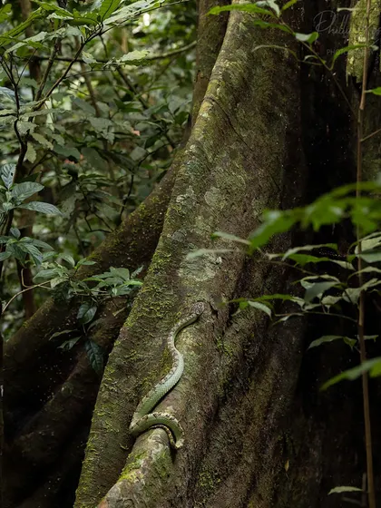 A Malabar pit viper in its rainforest habitat, showing how these snakes blend in with the moss and bark of giant trees.