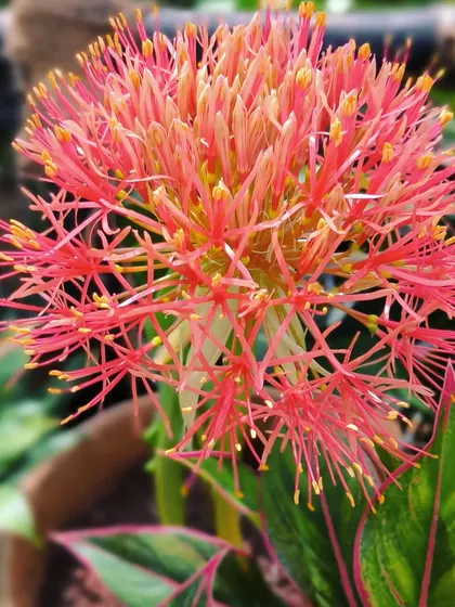 Another look at the Football Lily bloom as it opens. It's a spectacular seasonal flower that grows from a bulb.