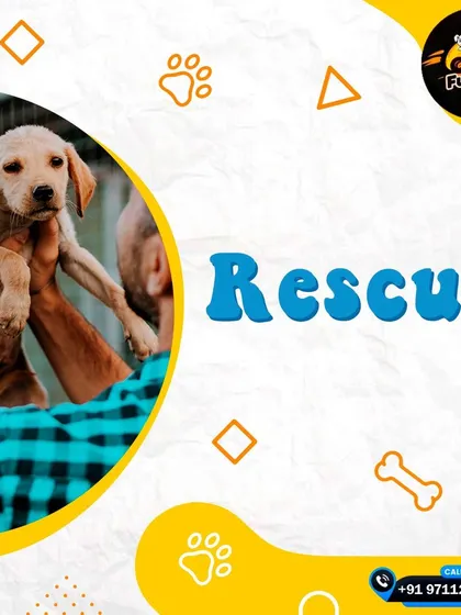 My rescue transport service is a core part of what I do. I am always ready to help an animal in need, providing a safe ride to a shelter or vet.