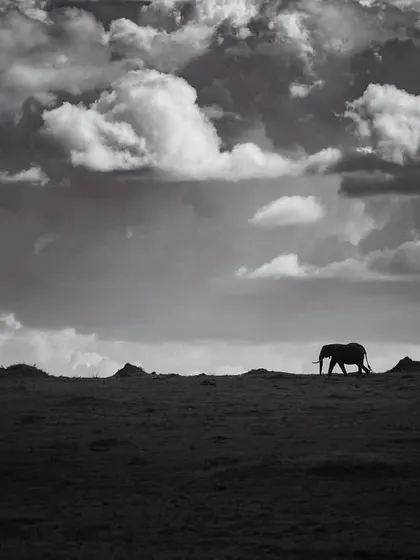 A lone elephant walks along the horizon under a vast, dramatic sky in the Masai Mara. This black and white silhouette emphasizes the solitude and grandeur of the African landscape.