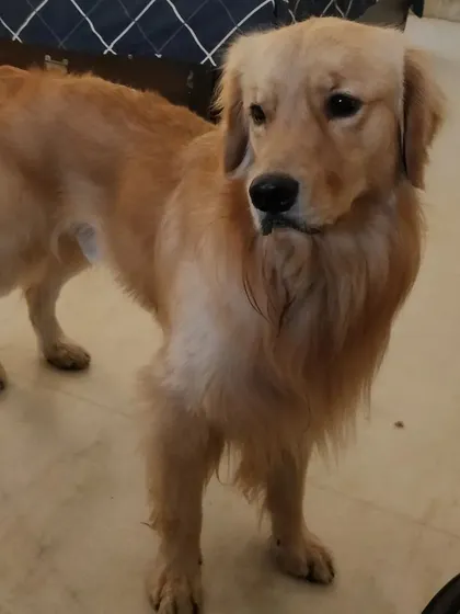 Fluke the Golden Retriever standing proud. He is such a stunning and well-behaved boy.