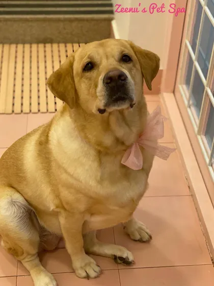 This lovely Labrador is looking dapper with a pink bow. His coat is clean, and he's ready to show off his fresh look.