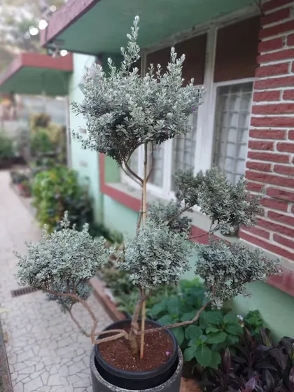 A full view of our Leucophyllum frutescens topiary, also called Texas Sage. This drought-tolerant shrub is perfect for Mumbai's climate and can be shaped to create beautiful, structured forms in your garden.