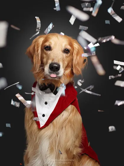 A dapper doggo in a tuxedo, surrounded by confetti! This golden retriever looks like an absolute star. This is a perfect example of a celebratory studio portrait.