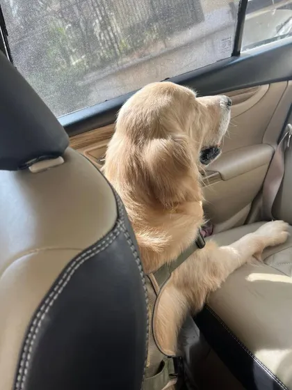 Charlie enjoying a car ride with his new family. He is finally getting to experience all the joys of being a cherished pet.