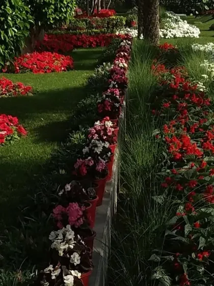 A beautiful display of seasonal flowers planted in mass. I use annuals like petunias and salvias to create vibrant borders and beds that provide a powerful burst of color.