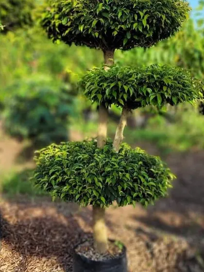 A topiary tree shaped into three neat tiers, perfect as a formal accent plant in a garden.