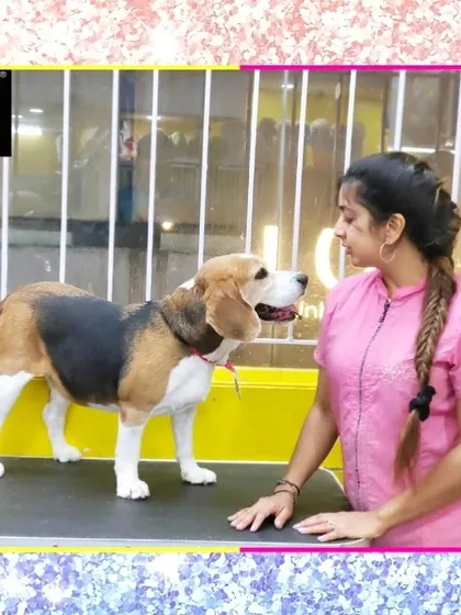 Beagle love. This sweet dog is calm and comfortable on the grooming table, showing the trust we've built over many spa sessions.
