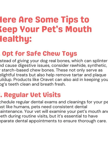 Here are two easy tips to start with: opt for safe chew toys that help remove tartar and schedule regular vet visits for dental exams. These simple habits make a big difference in your pet's oral hygiene.