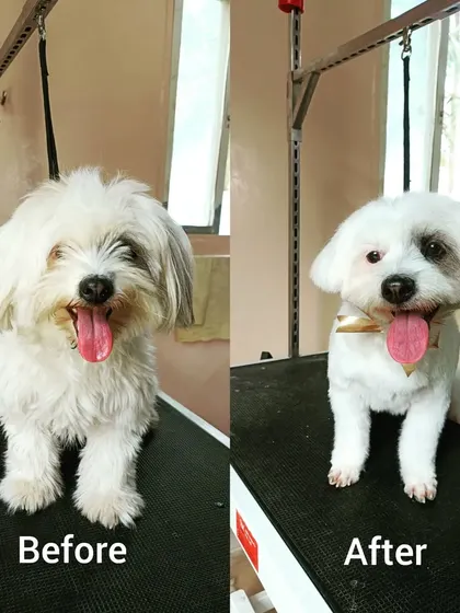 Dora's before and after. She went from shaggy to chic with a neat and tidy haircut.