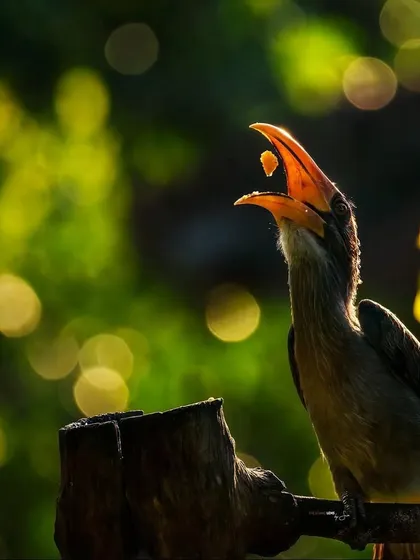 The Malabar grey hornbill, caught in a magical morning light at Thattekad, Kerala. This bird is an "indicator species," vital for seed dispersal and the health of the forest. Its declining numbers are a cause for concern, highlighting the fragile balance of our ecosystems.