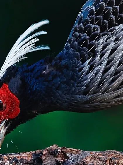 A close-up of a male Khalij Pheasant foraging on a log. The focus is on its head as it pecks at food, highlighting the brilliant red wattle and the fine details of its plumage against the dark green forest background.